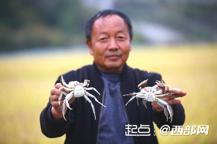 追寻红色足迹 五里桥田园综合体绘就乡村振兴新图景