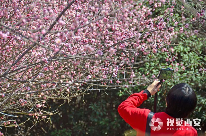 春日梅园花潮涌