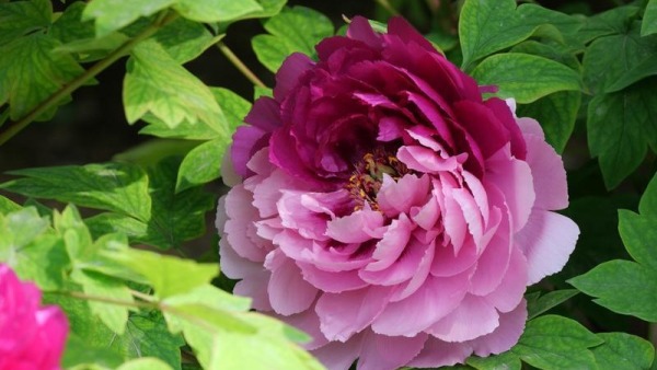 国色天香醉春风 游人如织赏芳华