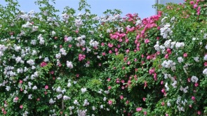 蔷薇花墙惹人醉