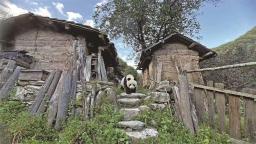 “熊猫村”的幸福生活