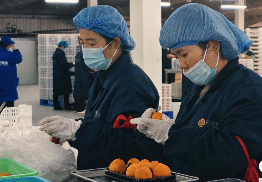 【至“陕”至美】渭南富平：红柿映黄土 秋收正当时