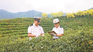 汉中海关靠前服务助陕南茶叶出口大增