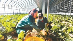 洛南：“菜园子”成群众增收“钱袋子”