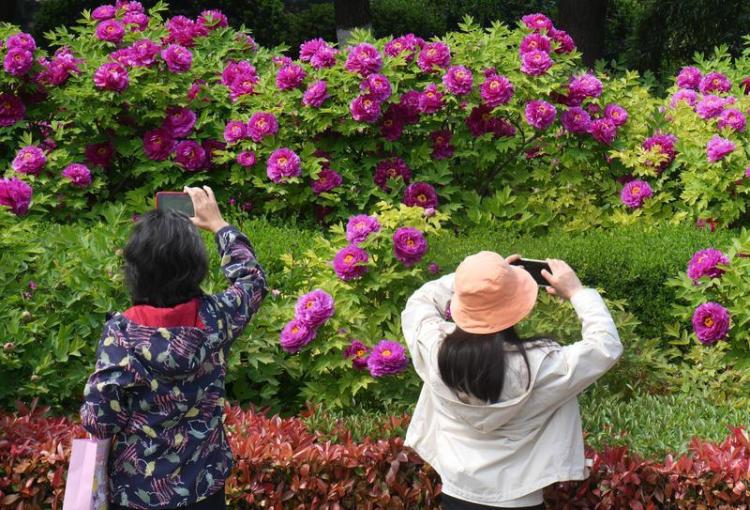 国色天香醉春风 游人如织赏芳华_fororder_微信图片_20260403085052_1607_356