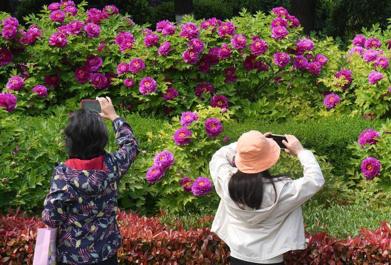 国色天香醉春风 游人如织赏芳华_fororder_微信图片_20260403085052_1607_356