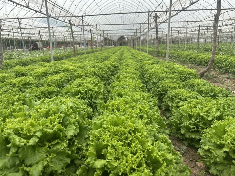 西安高新区探索“葡萄+蔬菜”套种模式 实现生态与效益双赢_fororder_图片3