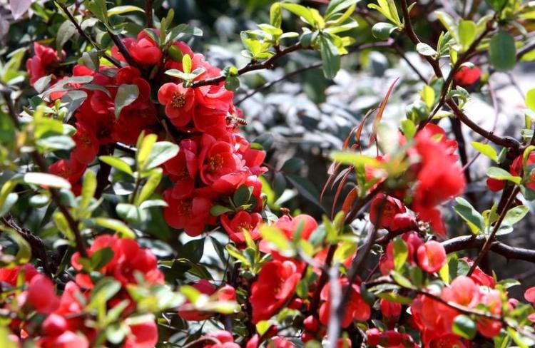 春光烂漫 繁花似锦
