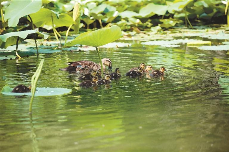 151种鸟类安家西安浐灞国家湿地公园 11年守护筑就“鸟类天堂”_fororder_图片2