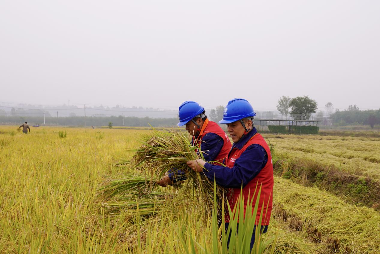 国网西安市长安区供电公司：助力水稻收割 “电”亮稻田丰收路_fororder_图片1