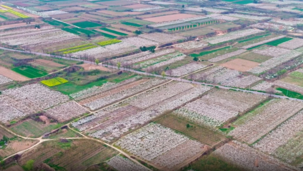 陕西大荔：镰山塬上春潮涌 多彩花海绘田园盛景_fororder_微信截图_20260413142650