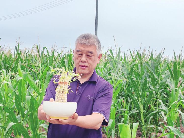 秦地七夕：非遗织就的千年浪漫长卷_fororder_微信图片_20250829110247_473_127