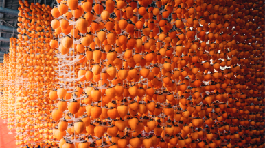 Уезд Фупин города Вэйнань: самое время для осеннего урожая красной хурмы на желтой земле_fororder_DSC03041