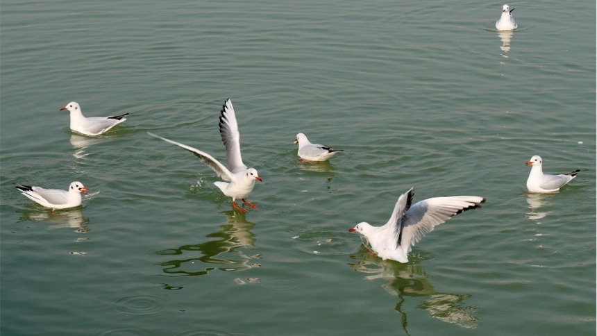 世博园来了红嘴鸥