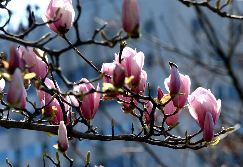 春光烂漫 繁花似锦