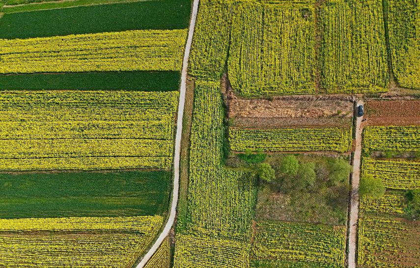“金色花海”美如画