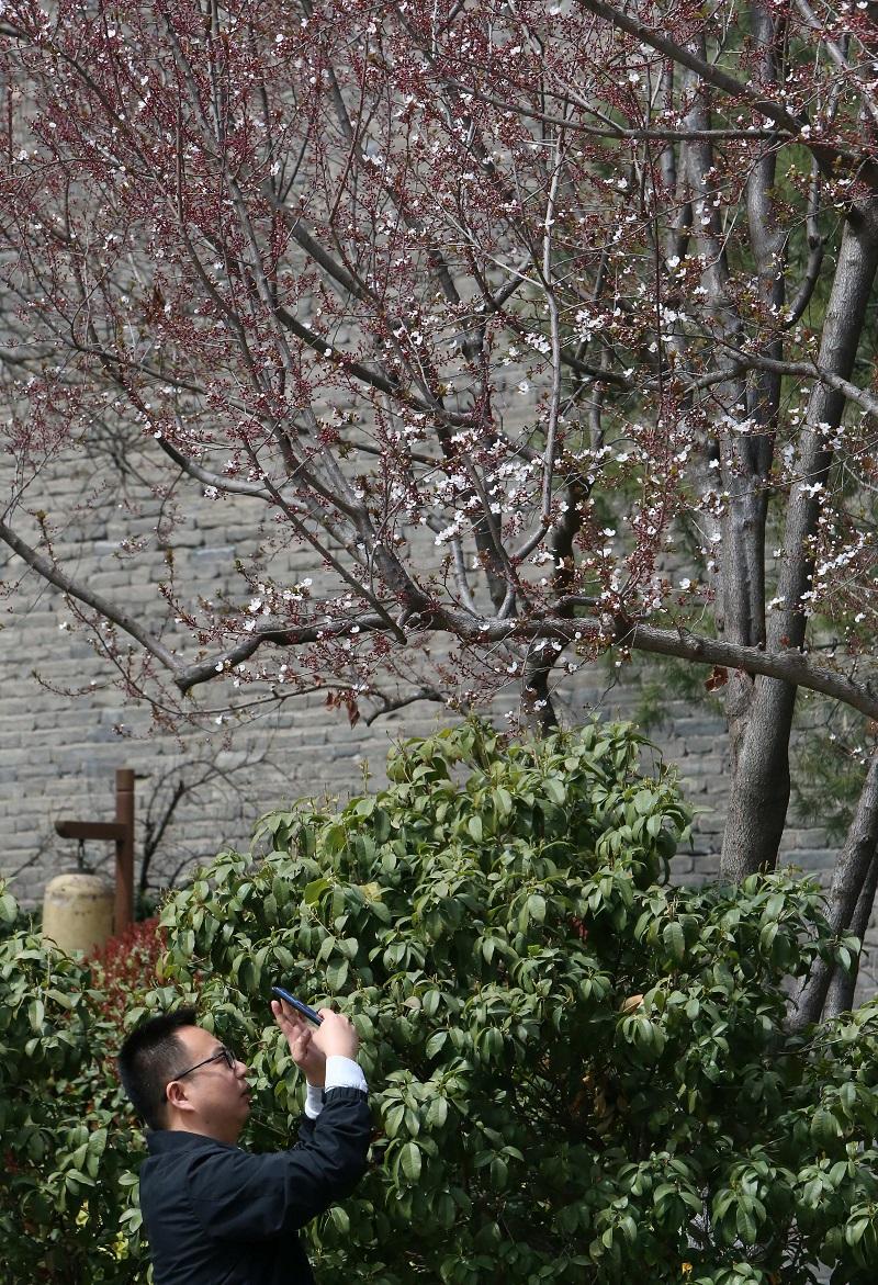 红叶李初开引蜂来