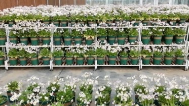 중국 친링산맥의 야생 멸종 위기 식물인 산시 우엽보춘, 산시 웨이난 푸핑현서 성공적으로 재배