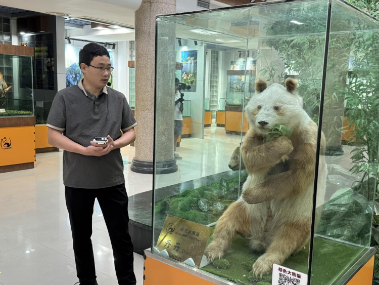 汉中佛坪：以“熊猫IP”为引擎 推动生态保护与文旅繁荣共生_fororder_图片2