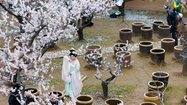 【至“陕”至美】春风有信 花开渭南