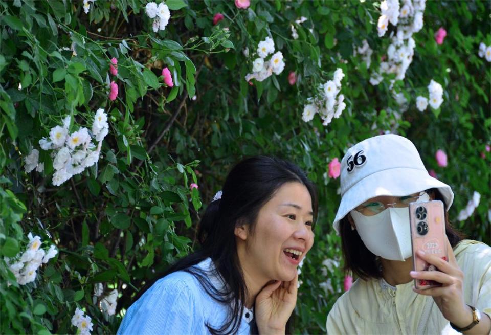 蔷薇花墙惹人醉