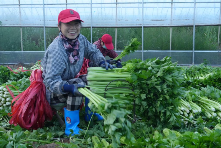 榆林市靖边县杨桥畔镇：激活农业新动能_fororder_1