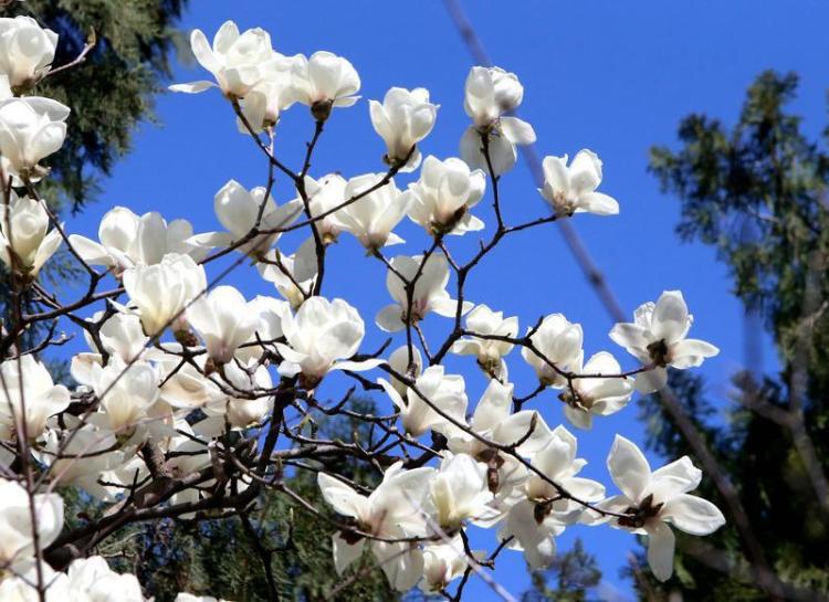 春光烂漫 繁花似锦