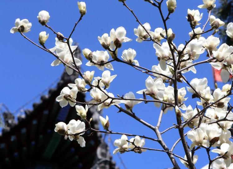 春光烂漫 繁花似锦
