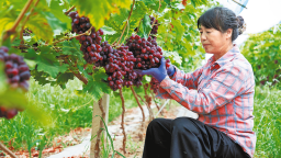 合阳县：早熟葡萄上市了