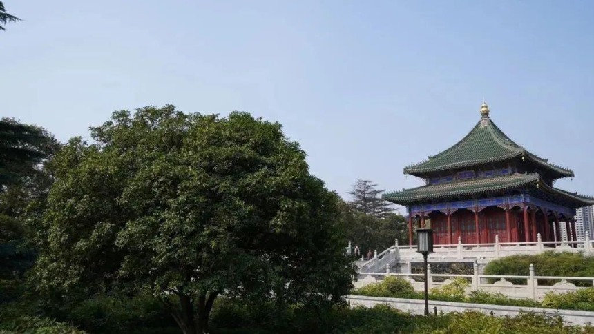 碑林区秋色渐浓 红枫银杏绘就诗意画卷