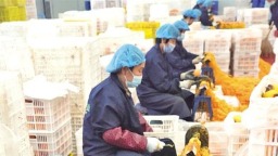 小柿子闯出大市场