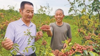 渭南市白水县：无刺花椒走俏市场