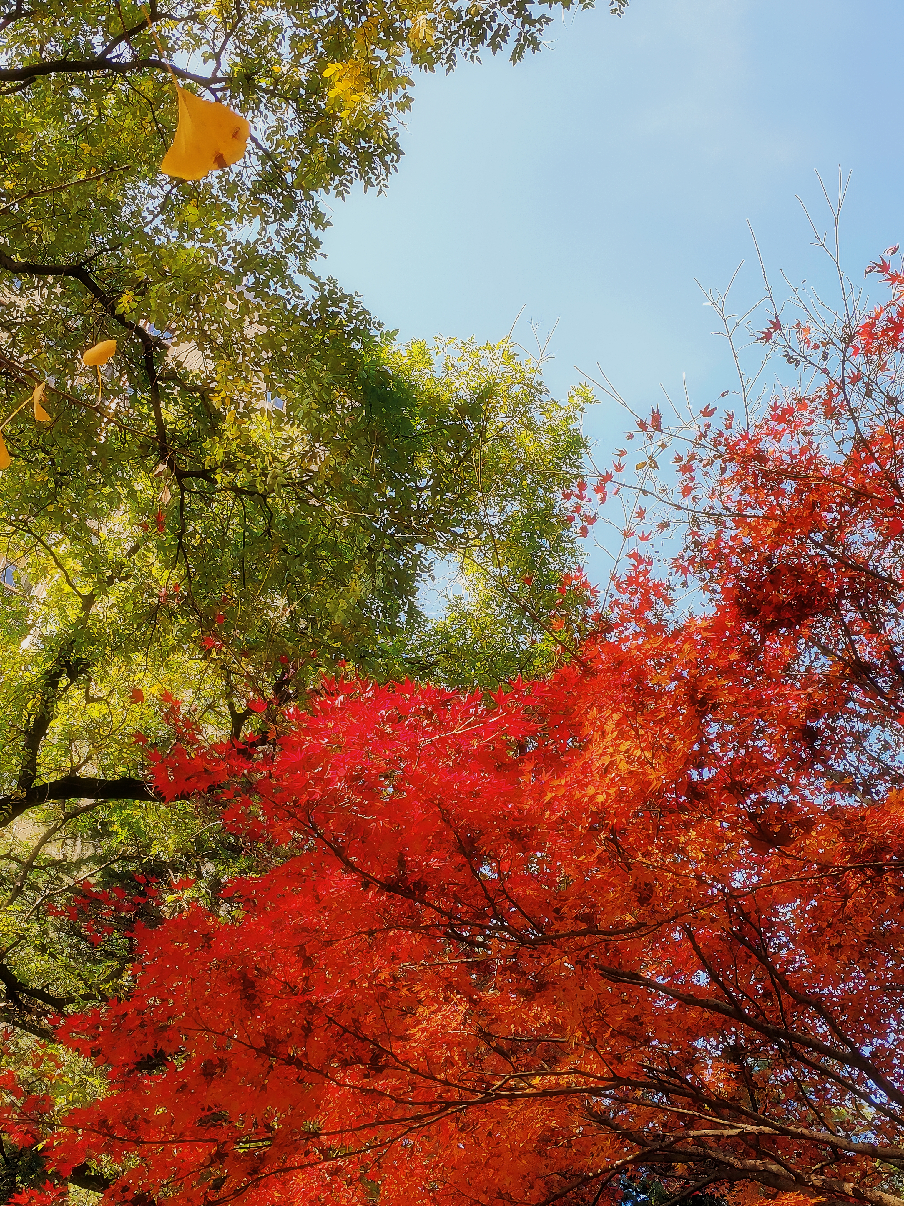 【镜观陕西·33期】西安纺织城公园“枫”情万种