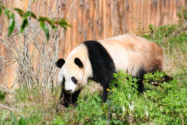 世间最动人的相遇 秦岭深处邂逅野生大熊猫