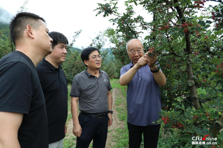走出杨凌看示范∣漫山椒红映笑脸 杨凌科技书写乡村振兴“椒香”答卷_fororder_图片2