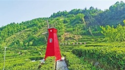 安康茶人的茶旅融合梦