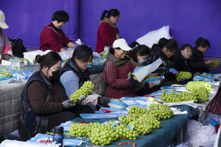 陕西临渭葡萄首次出口迪拜 本土产业加速“走出去”_fororder_图片1