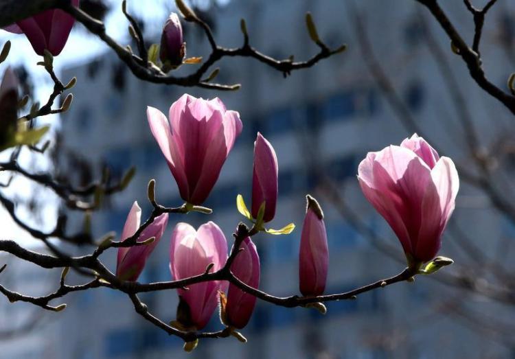春光烂漫 繁花似锦