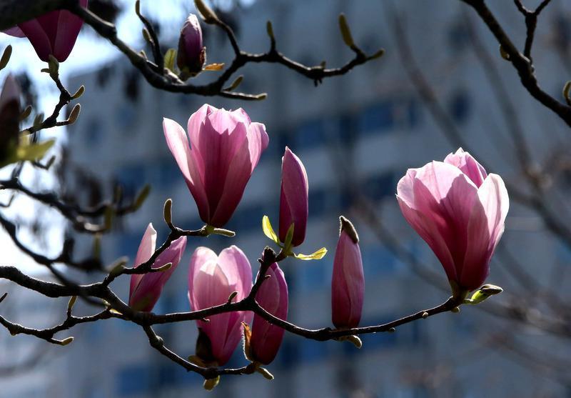 春光烂漫 繁花似锦