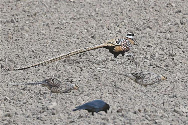 我国特有珍稀鸟类白冠长尾雉现身汉中_fororder_ceb0b1ec-6953-4bec-8900-11dc513d0e56