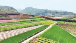 秦岭脚下诗画田园繁花似锦 关中环线鄠邑段迎来年度赏花黄金期
