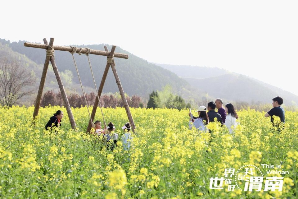 【至“陕”至美】渭南临渭：油菜花海引客来_fororder_图片2