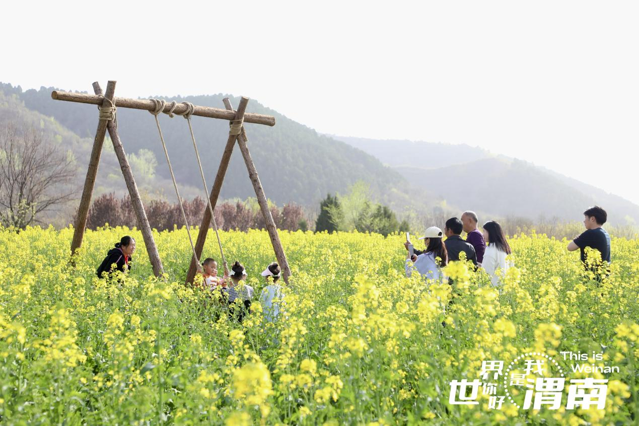 【至“陕”至美】渭南临渭：油菜花海引客来_fororder_图片2