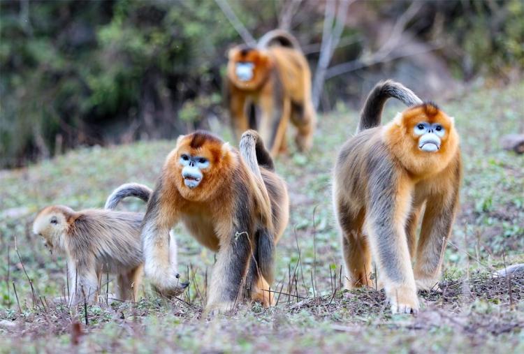 打造人与自然和谐共生的美丽家园 “十四五”西安答卷：数智守护秦岭绿 碧水蓝天映古城_fororder_41