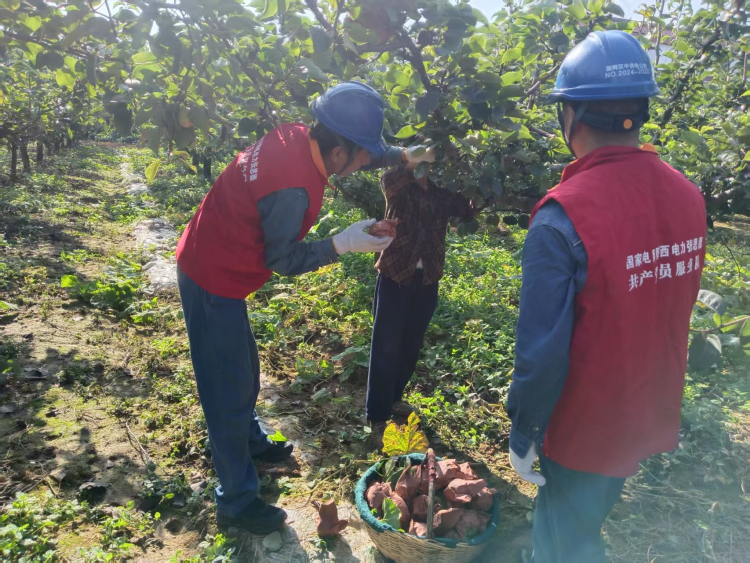 国网汉中市洋县供电公司：电力赋能“黄金梨”产业链 光明绘就乡村振兴新图景_fororder_图片5