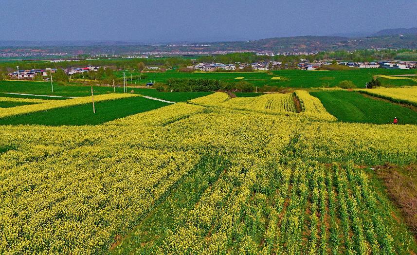 “金色花海”美如画