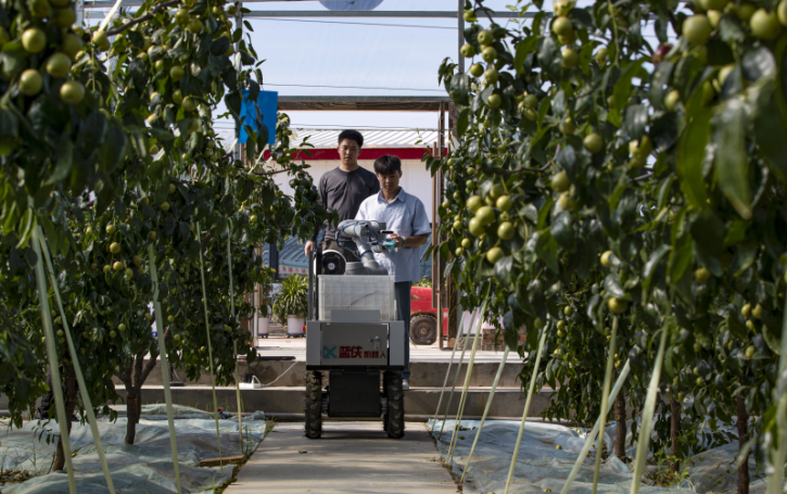 AI 기반 스마트 농업 '란샤' 겨울대추 수확 로봇, 다리 현지에 첫 등장