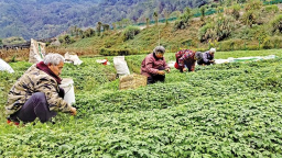 安康以“硒”为媒推动特色产业融合发展