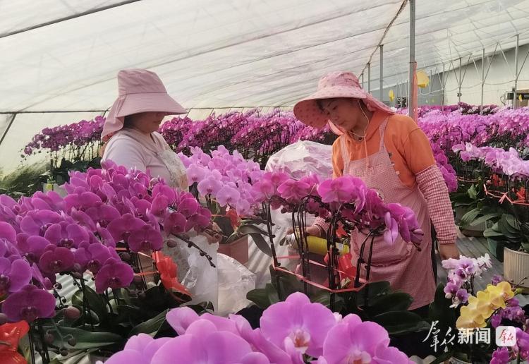 新春走基层丨腊月里 20万株蝴蝶兰从这里“飞”向市场_fororder_微信图片_20260211110715_3086_127