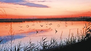 黄河湿地生态美 鸟儿翩跹入画来